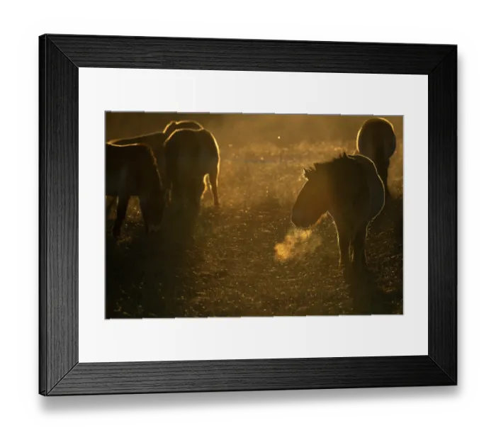 Framed Print : Przewalski's horses (Equus ferus przewalskii) herd standing in grassland at sunrise, Khomyn Talyn Takhi Nature reserve, Western Mongolia. Endangered Framed Print : Przewalski's horses (Equus ferus przewalskii) herd standing in grassland at sunrise, Khomyn Talyn Takhi Nature reserve, Western Mongolia. Endangered