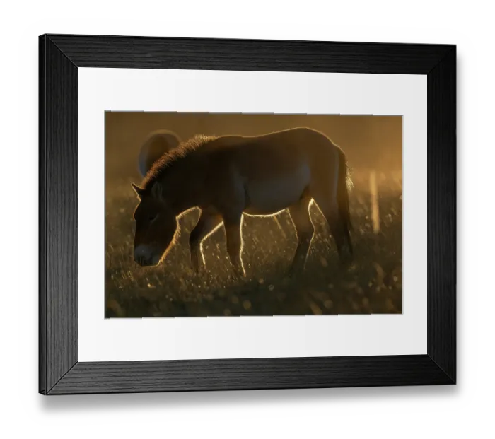 Framed Print : Przewalski's horse (Equus ferus przewalskii) standing in grassland at sunrise, Khomyn Talyn Takhi Nature reserve, Western Mongolia. Endangered Framed Print : Przewalski's horse (Equus ferus przewalskii) standing in grassland at sunrise, Khomyn Talyn Takhi Nature reserve, Western Mongolia. Endangered