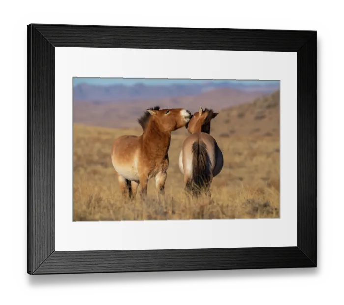 Framed Print : Two Przewalski's horses (Equus ferus przewalskii) interacting in grassland, Khomyn Talyn Takhi Nature reserve, Western Mongolia. Endangered Framed Print : Two Przewalski's horses (Equus ferus przewalskii) interacting in grassland, Khomyn Talyn Takhi Nature reserve, Western Mongolia. Endangered