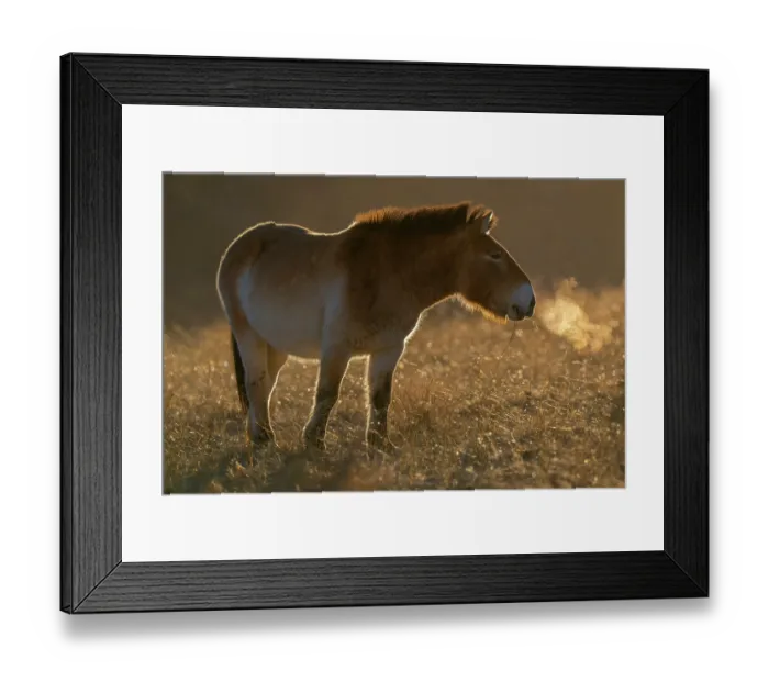 Framed Print : Przewalski's horse (Equus ferus przewalskii) standing in grassland at sunrise, Khomyn Talyn Takhi Nature reserve, Western Mongolia. Endangered Framed Print : Przewalski's horse (Equus ferus przewalskii) standing in grassland at sunrise, Khomyn Talyn Takhi Nature reserve, Western Mongolia. Endangered