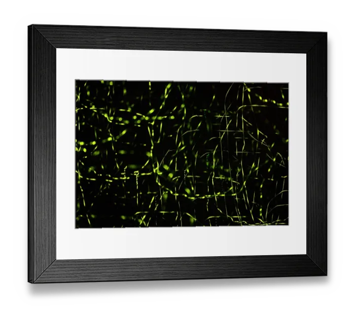 Framed Print : Colony of Fireflies gathered on mangroves, Kinabatangan River, Sabah, Borneo Framed Print : Colony of Fireflies gathered on mangroves, Kinabatangan River, Sabah, Borneo