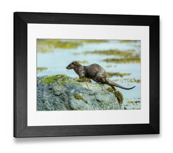 Framed Print : European otter (Lutra lutra) urinating on a rock, marking its presence, Loch Spelvie, Isle of Mull, Scotland, UK. June Framed Print : European otter (Lutra lutra) urinating on a rock, marking its presence, Loch Spelvie, Isle of Mull, Scotland, UK. June