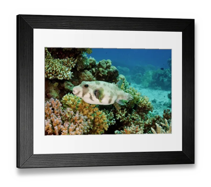 Framed Print : Whitespotted puffer (Arothron hispidus) on coral reef, north of Hurghada, Egypt, Red Sea Framed Print : Whitespotted puffer (Arothron hispidus) on coral reef, north of Hurghada, Egypt, Red Sea