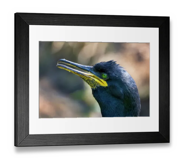 Framed Print : Shag (Phalacrocorax aristotelis) head portrait, Lunga Isle of Mull, Scotland, UK. June Framed Print : Shag (Phalacrocorax aristotelis) head portrait, Lunga Isle of Mull, Scotland, UK. June