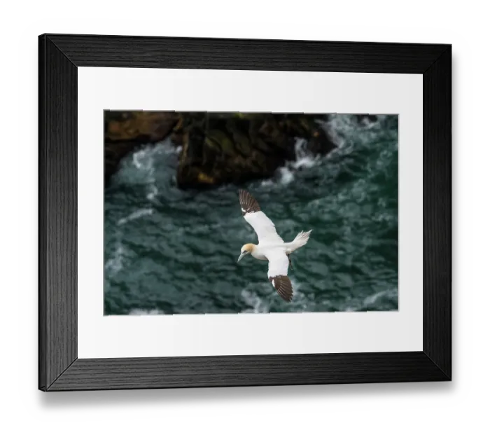 Framed Print : RF - Northern gannet (Morus bassanus) juvenile early 4th year. in flight, Hermaness National Scenic Area, Shetland, Scotland, UK. June Framed Print : RF - Northern gannet (Morus bassanus) juvenile early 4th year. in flight, Hermaness National Scenic Area, Shetland, Scotland, UK. June