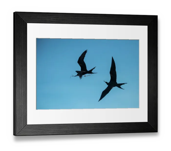 Framed Print : Two male Great frigatebird (Fregata minor) squabbling in mid-air over nesting material. Galapagos Islands, Ecuador Framed Print : Two male Great frigatebird (Fregata minor) squabbling in mid-air over nesting material. Galapagos Islands, Ecuador