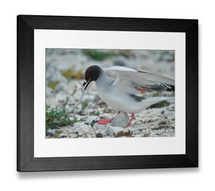 Framed Print : Swallow-tailed gull (Creagrus furcatus) carrying bone to line its nest. Genovesa Island, Galapagos Islands, Ecuador Framed Print : Swallow-tailed gull (Creagrus furcatus) carrying bone to line its nest. Genovesa Island, Galapagos Islands, Ecuador