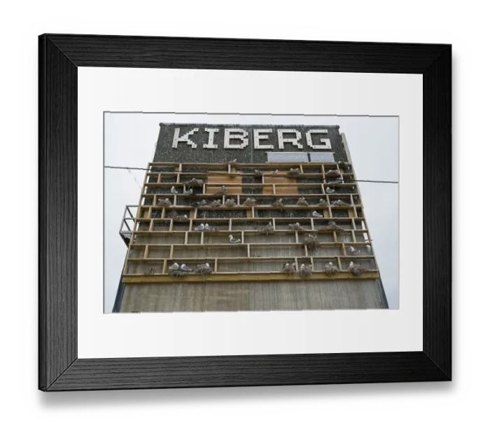 Framed Print : Black-legged kittiwakes (Rissa tridactyla) nesting colony at the Kiberg Kittiwake Hotel, a purpose built structure, complete with neon sign, Kiberg harbour, Varanger Fjord Framed Print : Black-legged kittiwakes (Rissa tridactyla) nesting colony at the Kiberg Kittiwake Hotel, a purpose built structure, complete with neon sign, Kiberg harbour, Varanger Fjord
