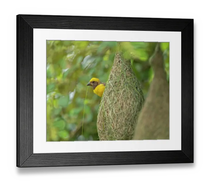Framed Print : Baya weaver (Ploceus philippinus) male, weaving nest during the breeding season, Uran, Maharashtra, India Framed Print : Baya weaver (Ploceus philippinus) male, weaving nest during the breeding season, Uran, Maharashtra, India