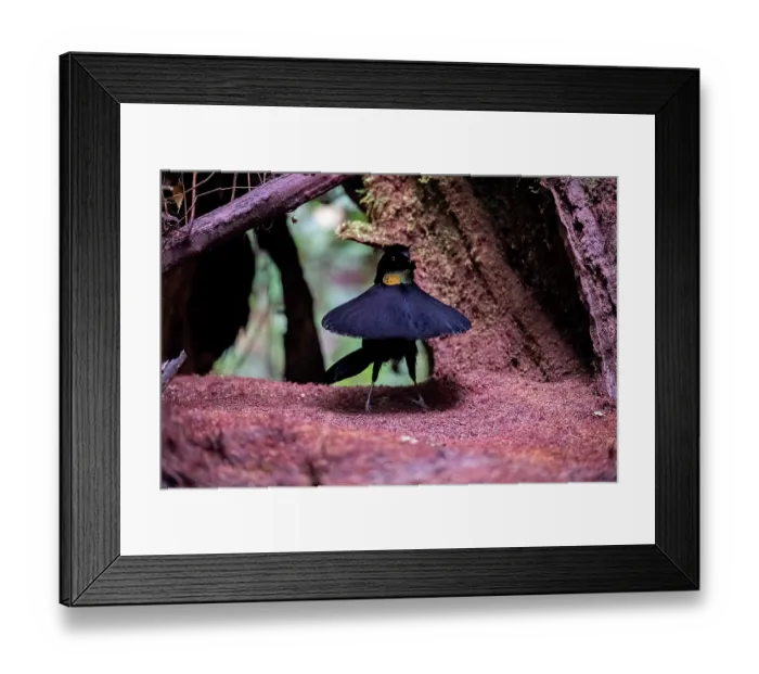 Framed Print : Western parotia (Parotia sefilata) male displaying at lek, West Papua Framed Print : Western parotia (Parotia sefilata) male displaying at lek, West Papua