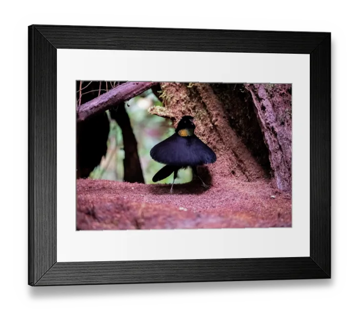 Framed Print : Western parotia (Parotia sefilata) male displaying at lek, West Papua Framed Print : Western parotia (Parotia sefilata) male displaying at lek, West Papua