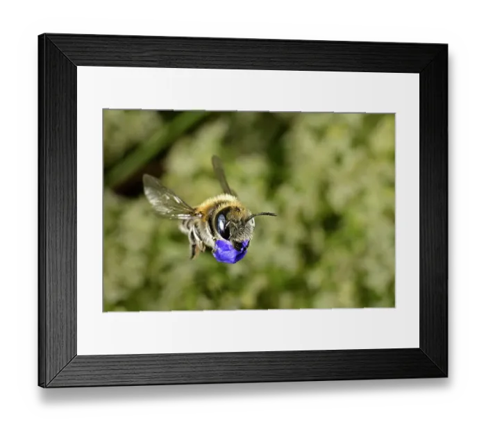 Framed Print : Poppy bee (Osmia papaveris) carrying bundled pieces of petals from Cornflower (Centaurea cyanus) used to line nest. Bamberg, Germany. June Framed Print : Poppy bee (Osmia papaveris) carrying bundled pieces of petals from Cornflower (Centaurea cyanus) used to line nest. Bamberg, Germany. June