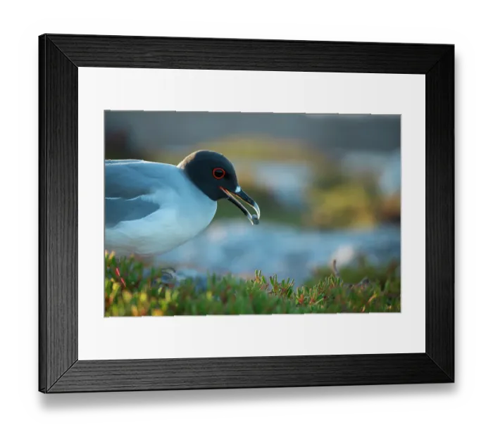 Framed Print : Swallow-tailed gull (Creagrus furcatus) carrying pebble to line its nest. Genovesa Island, Galapagos Islands, Ecuador Framed Print : Swallow-tailed gull (Creagrus furcatus) carrying pebble to line its nest. Genovesa Island, Galapagos Islands, Ecuador