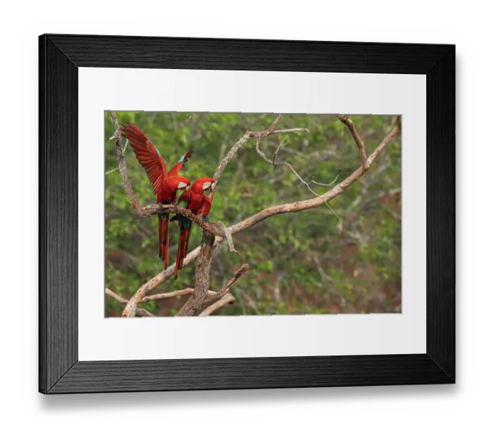 Framed Print : RF - Two Red-and-green macaws (Ara chloropterus) perched in a tree, one spreading its wings, Burracvo dfas Araras, Pantanal, Mato Grosso do Sul, Brazil Framed Print : RF - Two Red-and-green macaws (Ara chloropterus) perched in a tree, one spreading its wings, Burracvo dfas Araras, Pantanal, Mato Grosso do Sul, Brazil