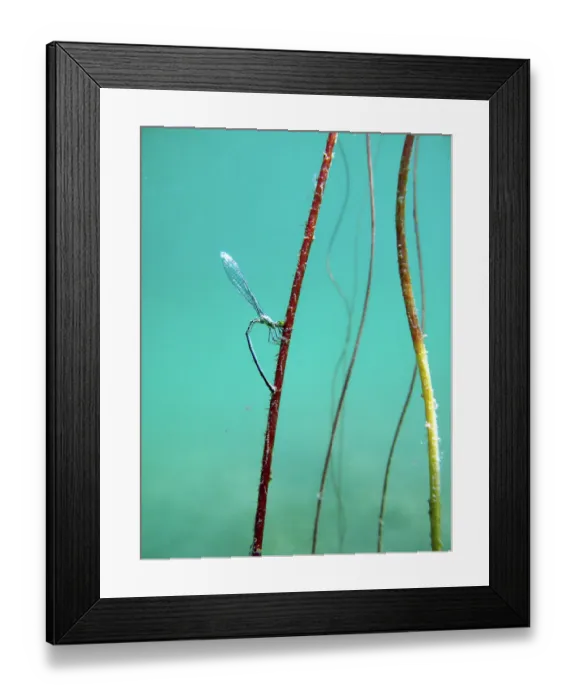 Framed Print : Common blue damselfly (Enallagma cyathigerum) laying its eggs underwater, Lake Bourget, Savoie, Alps, France. July
