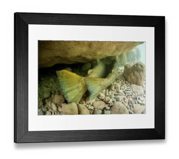 Framed Print : Lake trout (Salmo trutta morpha lacustris) breeding pair in a tributary of Lake Annecy, Alps, Haute-Savoie, France. November Framed Print : Lake trout (Salmo trutta morpha lacustris) breeding pair in a tributary of Lake Annecy, Alps, Haute-Savoie, France. November