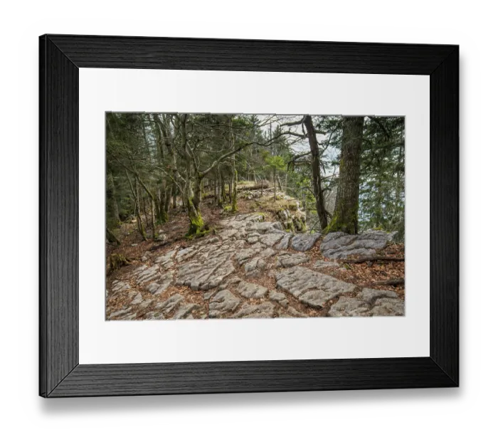 Framed Print : Limestone pavement in the forest, partly covered in fallen leaves. Molard Noir mountain, Le Bourget-du-Lac, Savoie, Alps, France. April, 2021 Framed Print : Limestone pavement in the forest, partly covered in fallen leaves. Molard Noir mountain, Le Bourget-du-Lac, Savoie, Alps, France. April, 2021