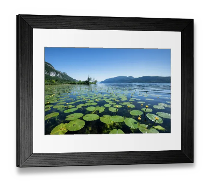 Framed Print : Yellow water lilies (Nuphar lutea) in flower covering the surface of the Bourget lake, Alps, Savoie, France