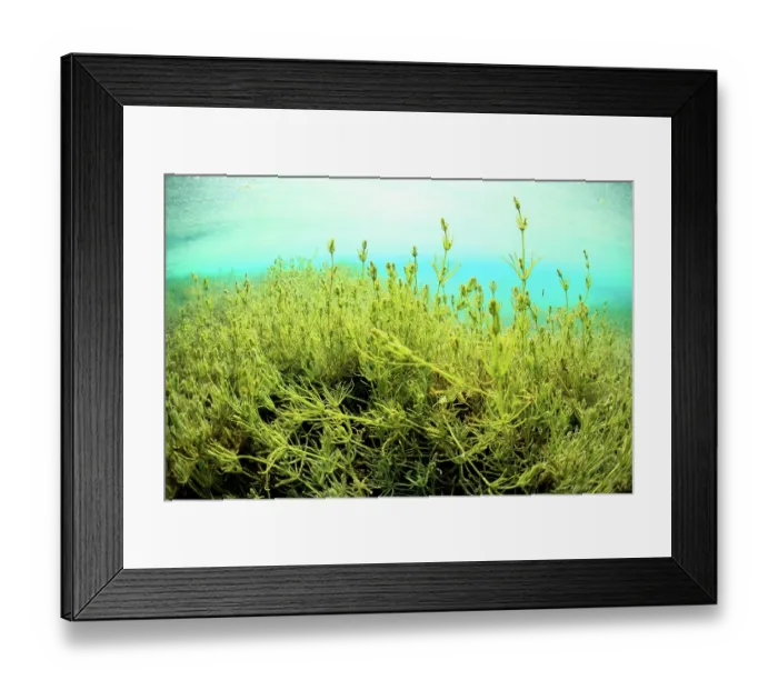 Framed Print : Large underwater meadow of Stonewort (Chara sp.) on the bottom of Lake Annecy, Haute-Savoie, Alps, France. March