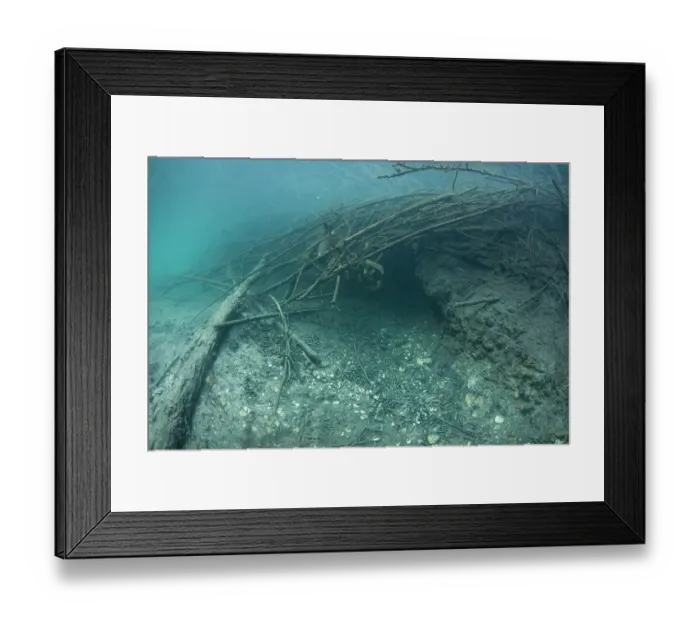 Framed Print : Submerged entrance to a European beaver (Castor fiber) lodge, River Ain, Alps, France. August Framed Print : Submerged entrance to a European beaver (Castor fiber) lodge, River Ain, Alps, France. August