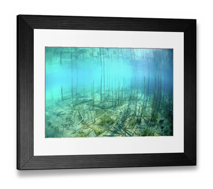 Framed Print : Underwater view of the Saint-Jorioz reedbed on Lake Annecy. Natura 2000 site, Regional Natural Park of the Bauges, Massif des Bauges, Alps, Haute-Savoie, France. November Framed Print : Underwater view of the Saint-Jorioz reedbed on Lake Annecy. Natura 2000 site, Regional Natural Park of the Bauges, Massif des Bauges, Alps, Haute-Savoie, France. November
