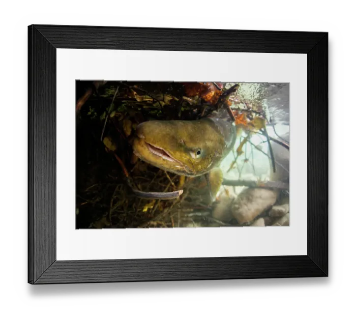 Framed Print : Lake trout (Salmo trutta lacustris) male, breeding in a tributary of Lake Annecy, Alps, Haute-Savoie, France. November Framed Print : Lake trout (Salmo trutta lacustris) male, breeding in a tributary of Lake Annecy, Alps, Haute-Savoie, France. November
