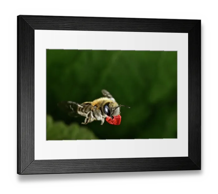 Framed Print : Poppy bee (Osmia papaveris) carrying bundled pieces of petals from Common poppy (Papaver rhoeas) used to line nest. Bamberg, Germany. June Framed Print : Poppy bee (Osmia papaveris) carrying bundled pieces of petals from Common poppy (Papaver rhoeas) used to line nest. Bamberg, Germany. June