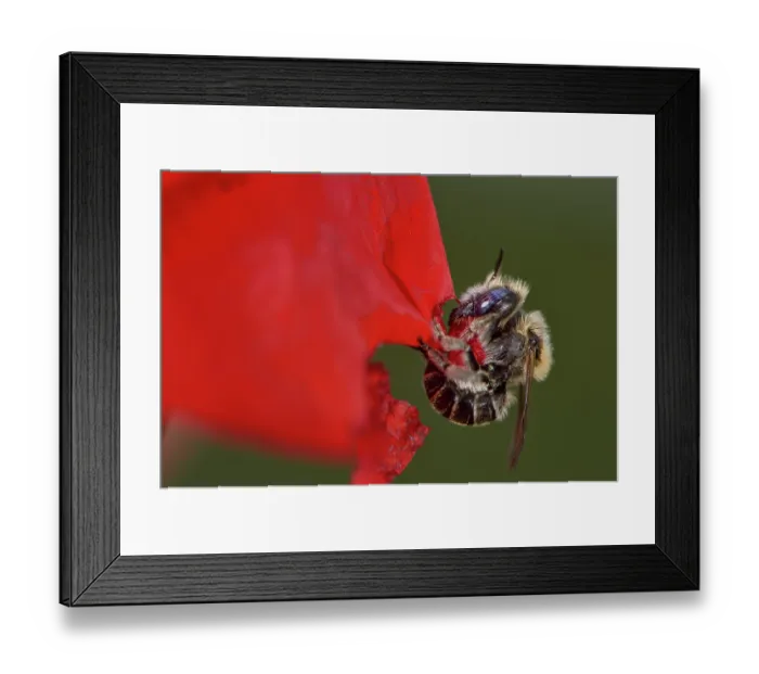 Framed Print : Poppy bee (Osmia papaveris) cutting out piece of petal from Common poppy (Papaver rhoeas) used to line its nest. Bamberg, Germany. June Framed Print : Poppy bee (Osmia papaveris) cutting out piece of petal from Common poppy (Papaver rhoeas) used to line its nest. Bamberg, Germany. June