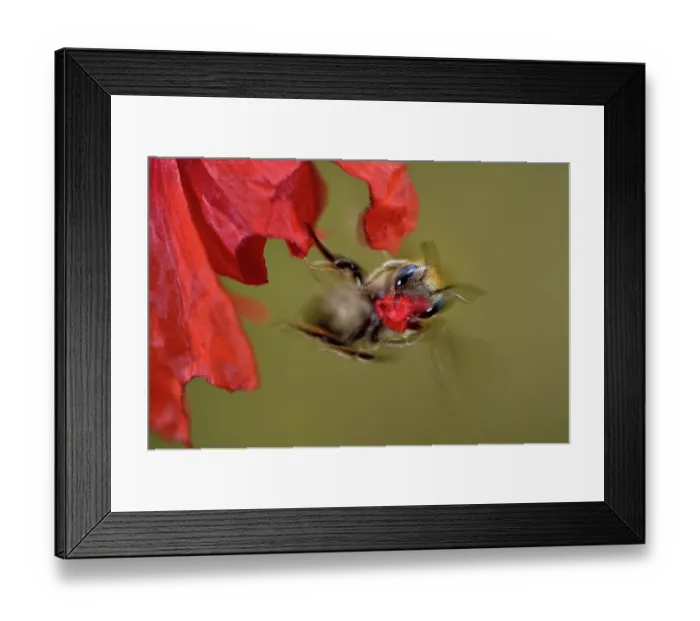 Framed Print : Poppy bee (Osmia papaveris) taking off from Common poppy (Papaver rhoeas) with piece of petal used to line nest. Bamberg, Germany. June Framed Print : Poppy bee (Osmia papaveris) taking off from Common poppy (Papaver rhoeas) with piece of petal used to line nest. Bamberg, Germany. June