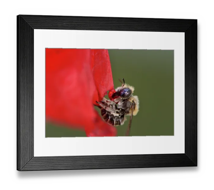 Framed Print : Poppy bee (Osmia papaveris) cutting out piece of petal from Common poppy (Papaver rhoeas) used to line its nest. Bamberg, Germany. June Framed Print : Poppy bee (Osmia papaveris) cutting out piece of petal from Common poppy (Papaver rhoeas) used to line its nest. Bamberg, Germany. June