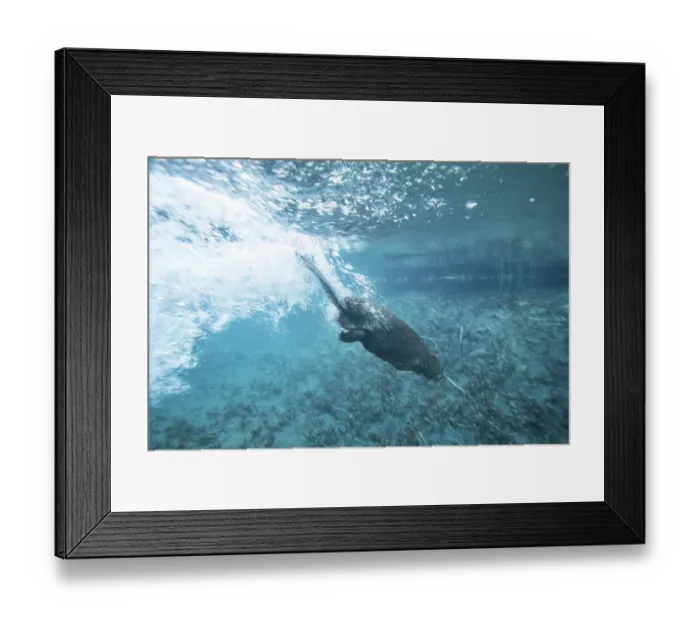 Framed Print : European beaver (Castor fiber) juvenile, snapping its tail at the surface before diving to warn of danger, River Rhone, Alps, France. June Framed Print : European beaver (Castor fiber) juvenile, snapping its tail at the surface before diving to warn of danger, River Rhone, Alps, France. June