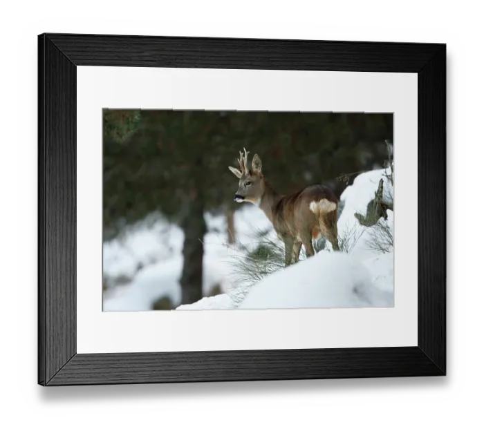 Framed Print : Roe deer (Capreolus capreolus) male, standing on snowy mountainside, Pyrenees, France. December