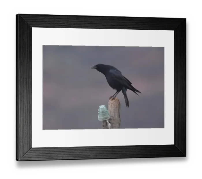 Framed Print : Carrion crow (Corvus corone) perched on a wooden post, calling, La Rioja, Spain. December Framed Print : Carrion crow (Corvus corone) perched on a wooden post, calling, La Rioja, Spain. December