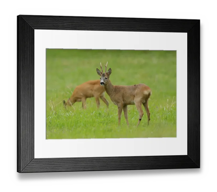 Framed Print : Roe deer (Capreolus capreolus) male and female, grazing in field, Flatanger, Norway. July Framed Print : Roe deer (Capreolus capreolus) male and female, grazing in field, Flatanger, Norway. July