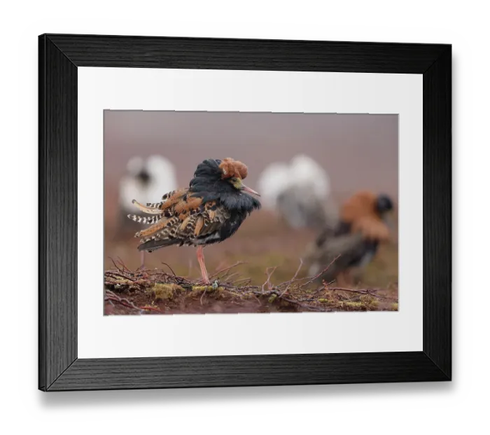 Framed Print : Ruff (Calidris pugnax) males, displaying at lekking site, Varanger, Norway. May