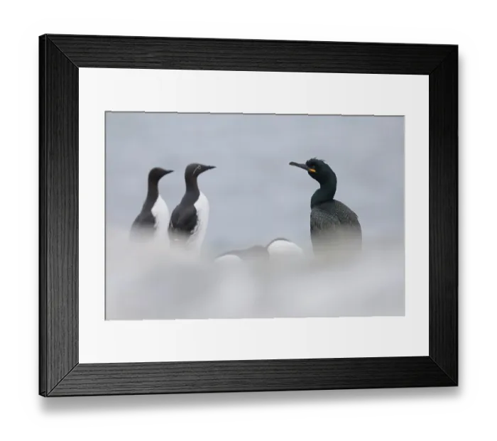Framed Print : Shag (Phalacrocorax aristotelis) and two Common guillemots (Uria aalge) portrait, Varanger, Norway. June Framed Print : Shag (Phalacrocorax aristotelis) and two Common guillemots (Uria aalge) portrait, Varanger, Norway. June