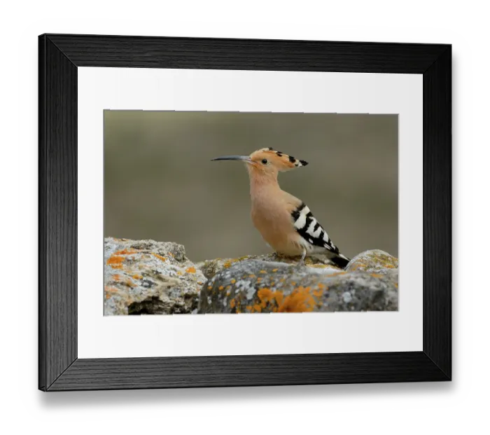 Framed Print : Hoopoe (Upupa epops) portrait, La Rioja, Spain. May Framed Print : Hoopoe (Upupa epops) portrait, La Rioja, Spain. May