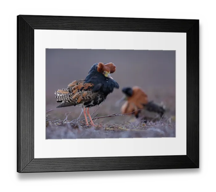 Framed Print : Two Ruff (Calidris pugnax) males, displaying at lekking site, Varanger, Norway. May