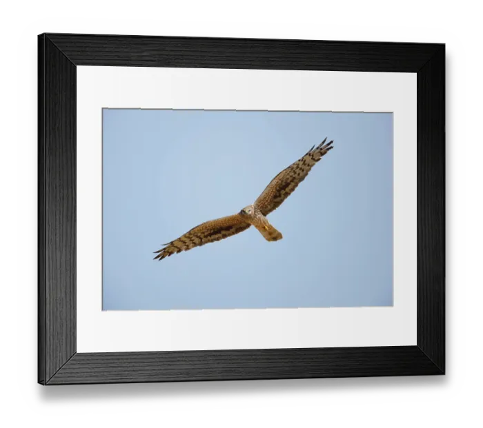 Framed Print : Montagu's harrier (Circus pygargus) female, in flight, La Rioja, Spain. May Framed Print : Montagu's harrier (Circus pygargus) female, in flight, La Rioja, Spain. May