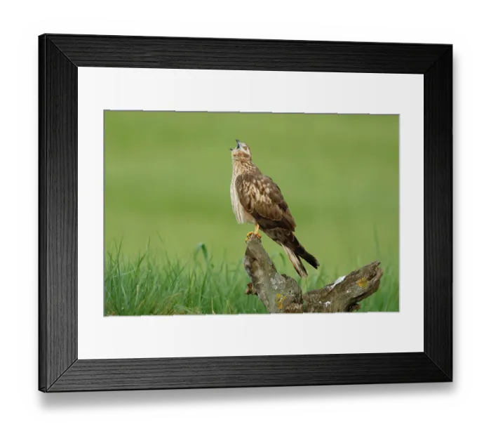 Framed Print : Montagu's harrier (Circus pygargus) female, perched on tree stump calling, La Rioja, Spain. May Framed Print : Montagu's harrier (Circus pygargus) female, perched on tree stump calling, La Rioja, Spain. May