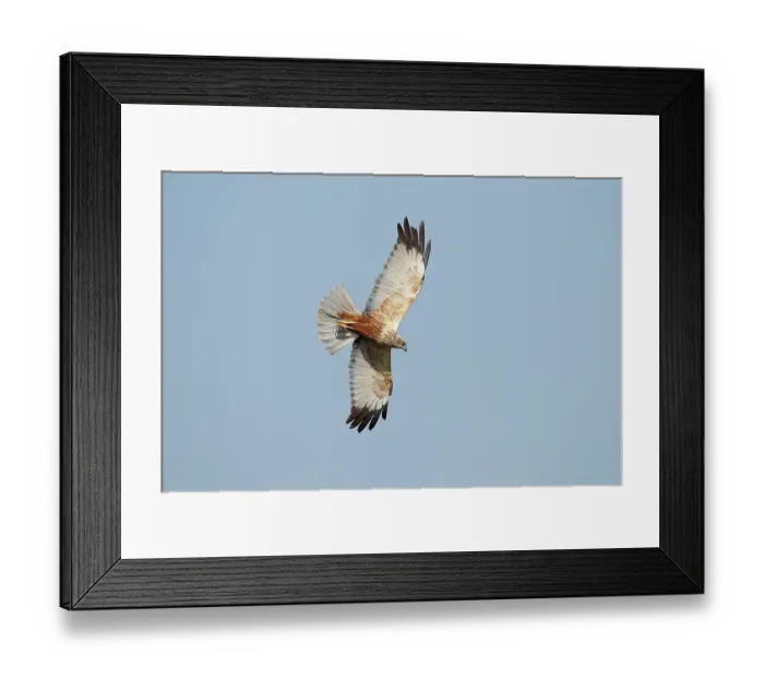 Framed Print : Marsh harrier (Circus aeruginosus) male, in flight, La Rioja, Spain. April Framed Print : Marsh harrier (Circus aeruginosus) male, in flight, La Rioja, Spain. April
