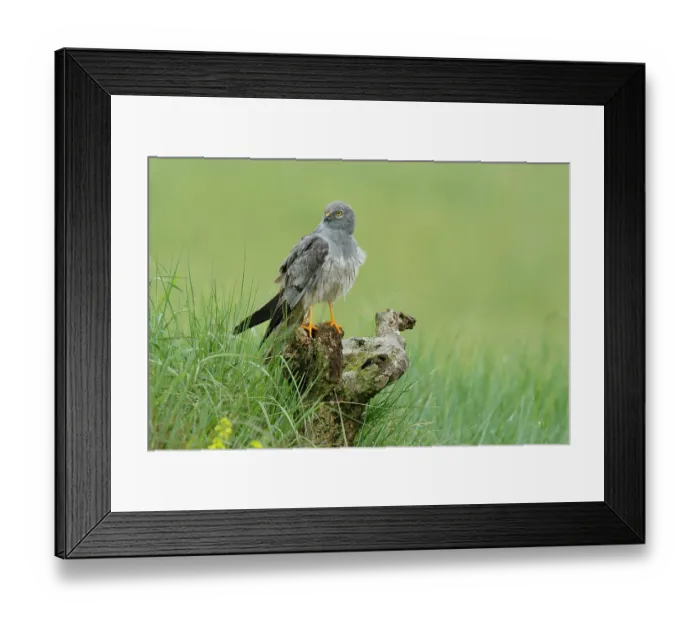 Framed Print : Montagu's harrier (Circus pygargus) male, perched on tree stump, La Rioja, Spain. June Framed Print : Montagu's harrier (Circus pygargus) male, perched on tree stump, La Rioja, Spain. June