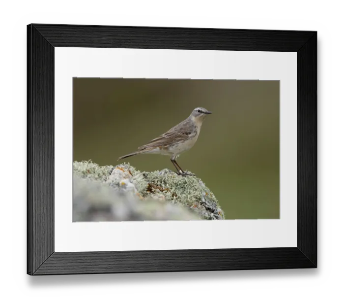 Framed Print : Water pipit (Anthus spinoletta) perched on a lichen covered rock, Pyrenees, Spain. April Framed Print : Water pipit (Anthus spinoletta) perched on a lichen covered rock, Pyrenees, Spain. April