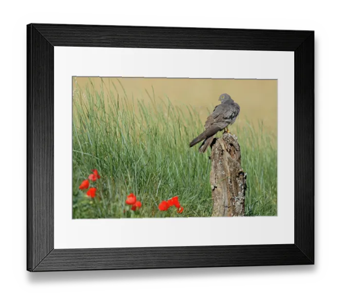 Framed Print : Montagu's harrier (Circus pygargus) male, perched on tree stump, La Rioja, Spain. June Framed Print : Montagu's harrier (Circus pygargus) male, perched on tree stump, La Rioja, Spain. June