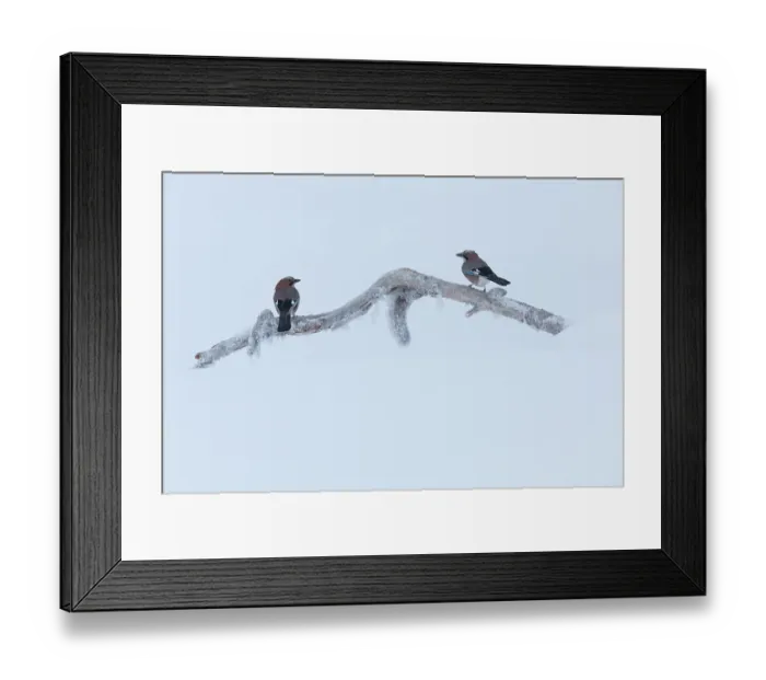 Framed Print : Two Eurasian jays (Garrulus glandarius) perched on icy branch, Oulanka National Park, Finland. January Framed Print : Two Eurasian jays (Garrulus glandarius) perched on icy branch, Oulanka National Park, Finland. January