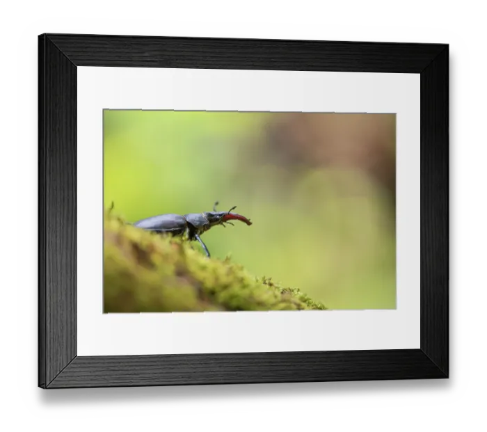 Framed Print : European stag beetle (Lucanus cervus) male, resting on a dead branch, Alps, Isere, France. June