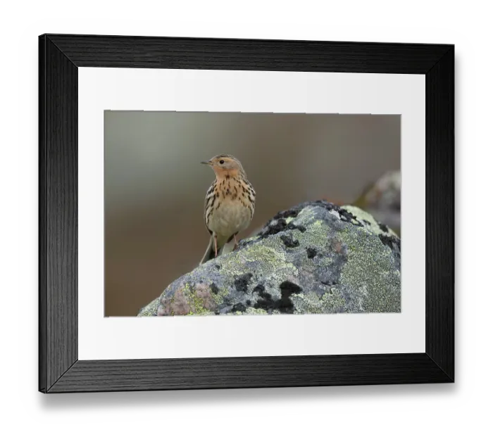 Framed Print : Red-throated pipit (Anthus cervinus) perched on rock covered with lichens, Varanger, Norway. June Framed Print : Red-throated pipit (Anthus cervinus) perched on rock covered with lichens, Varanger, Norway. June