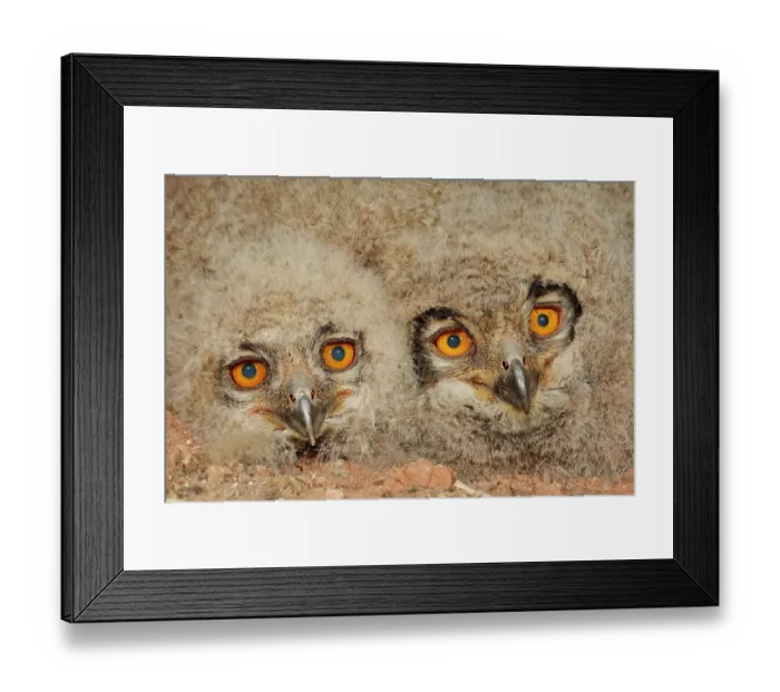 Framed Print : Two Eagle owl (Bubo bubo) chicks, head portrait, La Rioja, Spain. April Framed Print : Two Eagle owl (Bubo bubo) chicks, head portrait, La Rioja, Spain. April