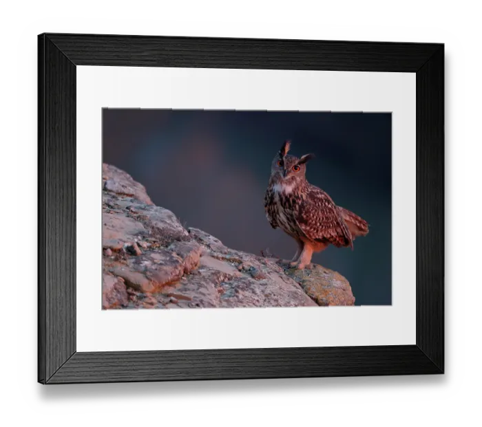 Framed Print : Eagle owl (Bubo bubo) male, perched on a rock at dusk, La Rioja, Spain. December Framed Print : Eagle owl (Bubo bubo) male, perched on a rock at dusk, La Rioja, Spain. December