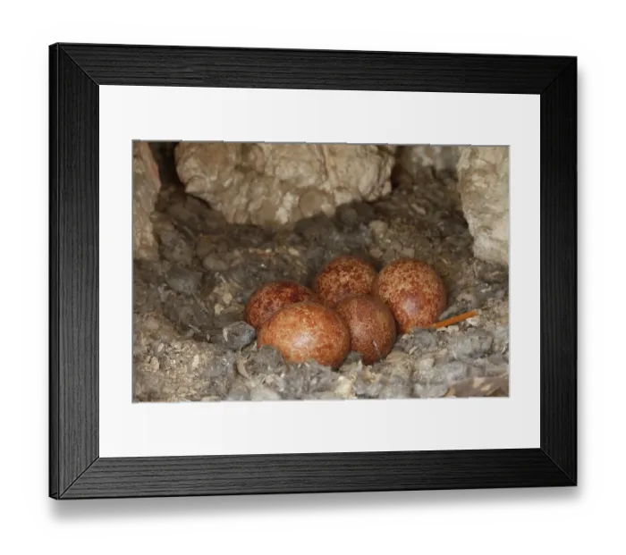 Framed Print : Kestrel (Falco tinnunculus) nest hole with eggs in an old house wall, Navarre, Spain. May Framed Print : Kestrel (Falco tinnunculus) nest hole with eggs in an old house wall, Navarre, Spain. May